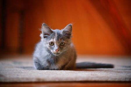 Kitten blue-cream tortoise sits on the couch, looks out the window. Gray kitten with yellow eyesÂの写真素材