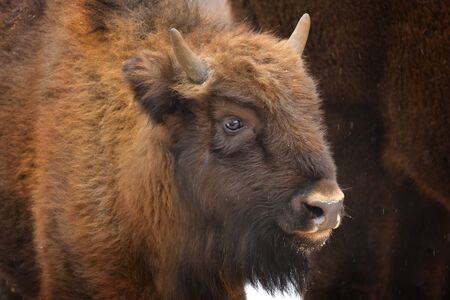 Large brown wisent in the winter forest. Wild European brown bison (Bison Bonasus) in winter....