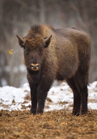 Large brown wisent in the winter forest. Wild European brown bison (Bison Bonasus) in winter. European wisent in natural habitat. Young bison.の写真素材