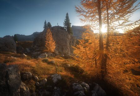 Sunny autumn landscape with yellow larches in the Dolomites. Yellow larches in the foreground. Sunbeams pour through trees. Cinque Torri. Dolomites. Italy. Europe.の写真素材