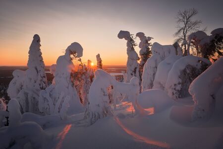 Typical winter Scandinavian landscape with snow-covered trees on mountain in beautiful sunset light. Figures from snow-covered fir-tree at sunset in Lapland. Northern Ostrobothnia, Finland.の写真素材