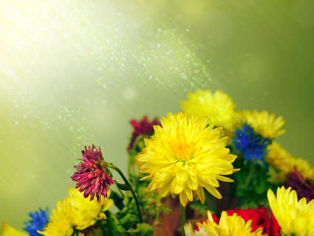 Bouquet of wild flowers in fantastic lightの写真素材
