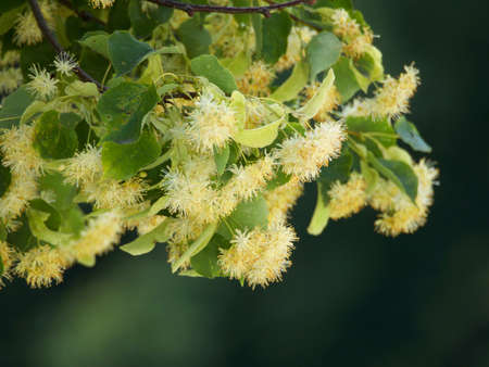 Branches of a blooming lime tree on a blurred background.の写真素材