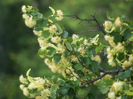 Branches of a blooming lime tree on a blurred background.の写真素材