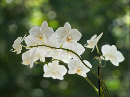 White orchids on a blurred background.の写真素材