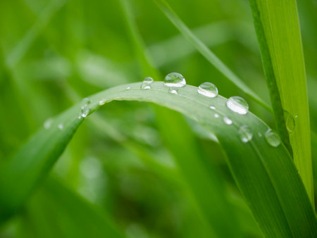 Grass close-up with dew drops. macro photography.の写真素材