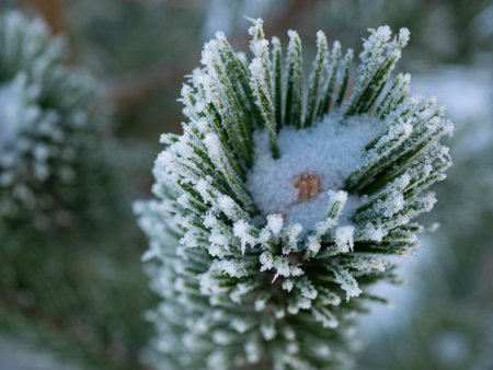 Branch of an Oregon pine in frost. Depth of field.