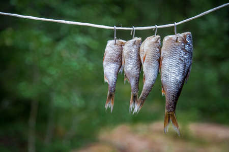 Dried fishの写真素材