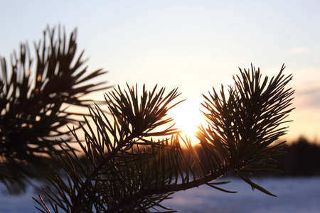 Pine branch at sunsetの写真素材
