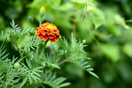French Marigold (Tagetes patula) in a Green Gardenの写真素材