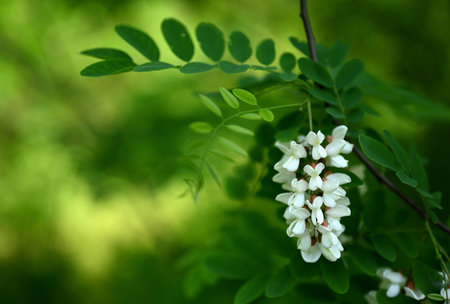 Black Locust (Robinia pseudoacacia) in Bloom with White Fragrant Flowersの写真素材