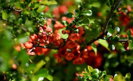 Japanese Quince (Chaenomeles japonica) Blossoms in Spring Sunlight