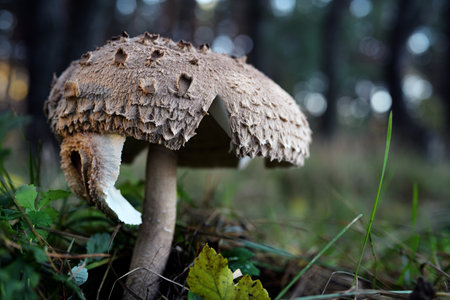Shaggy Parasol Mushroom (Chlorophyllum rhacodes) in a Forest Clearingの写真素材