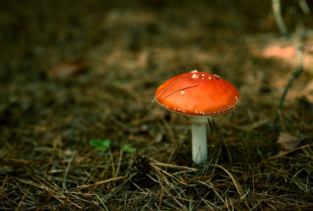 Amanita Muscaria Mushroom (Amanita muscaria) in Pine Forest Close-Up