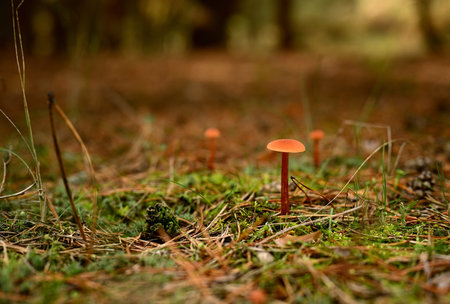 A close-up of delicate Laccaria laccata mushrooms, also known as deceiver mushrooms, sprouting from...