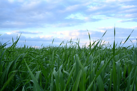 Green Wheat Field Under a Blue Sky at Dusk