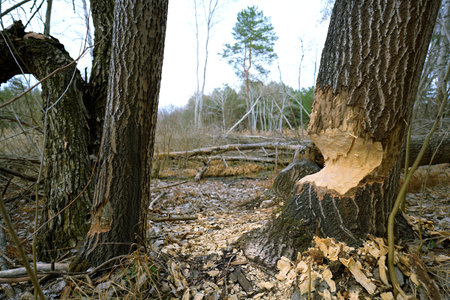 Beaver-Damaged Trees in a Forest