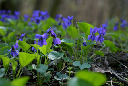 Wild Violets in Forest Shade (Viola odorata)の写真素材