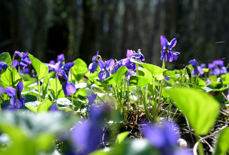 Wild Violets Blooming in Spring Forest (Viola odorata)