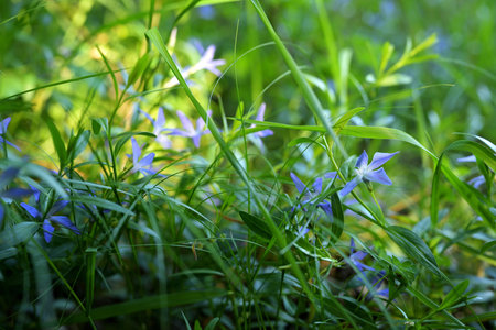 Vinca minor (Lesser Periwinkle) Blue Flowers in Spring Grass