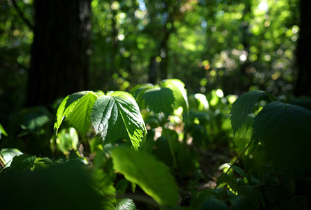 Close-up of Green Forest Leaves in Sunlight with Natural Bokeh
