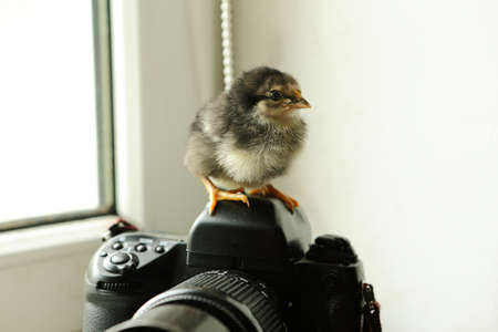 The black newborn chicken is on the camera, which is near the window. He looks at the camera. Photoの写真素材