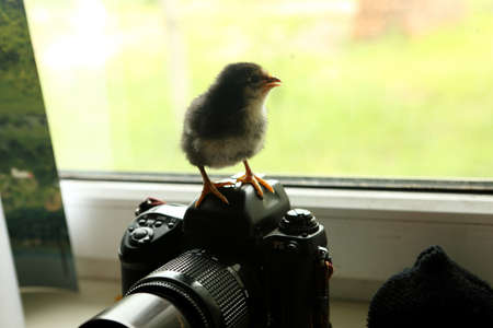 The black newborn chicken is on the camera, which is near the window. He looks out into the distance. Photoの写真素材