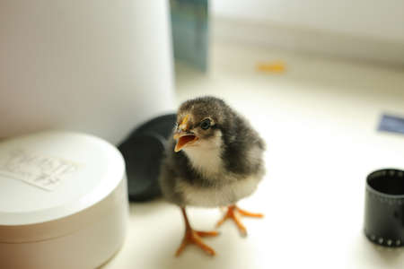 The black newborn chicken is standing on the windowsill and beautifully gives a voice. Near the filmの写真素材
