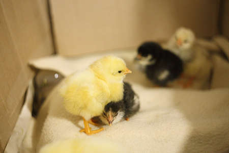 A yellow newborn chicken stands, and under it climbs black, like a kvochku, to keep warm. Care. Cute