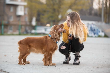 Portrait. Beautiful sexy girl, blonde, young woman, similar to Jennifer Aniston siting with a dog cocker spaniel, hugs, touches, cares. Against the background of city houses.の写真素材
