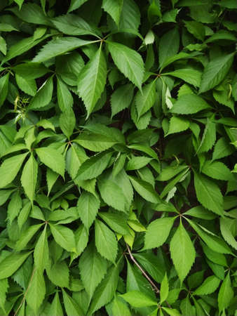 Texture close-up. Green ivy leaves growing into the wall Backgroundの写真素材
