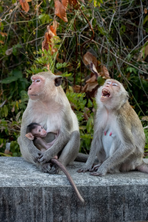 mother and child monkey hugging