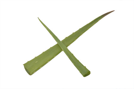 aloe vera two pieces isolate white backgroundの写真素材