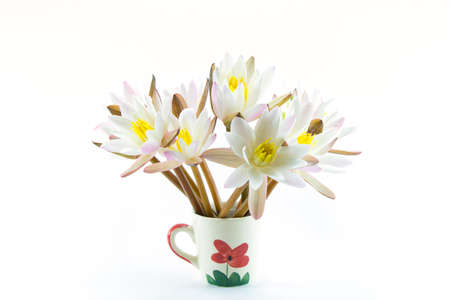 lily water on whiteの写真素材