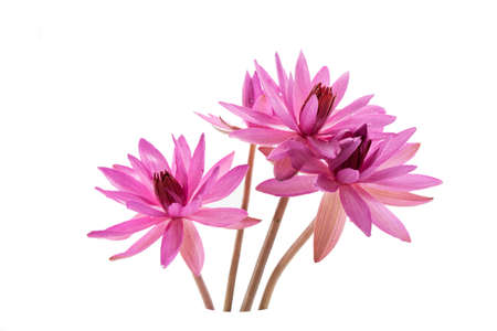 lily water on whiteの写真素材