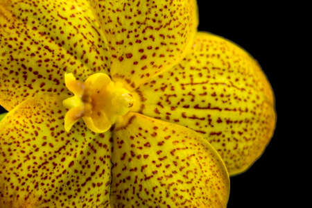 Flower of yellow orchid isolated on black background