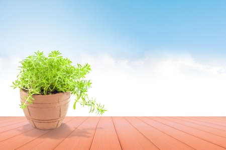 Beautiful Plant in pot  over the Wood  on blue sky  for backgroundの写真素材