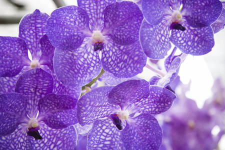 Beautiful purple orchidの写真素材