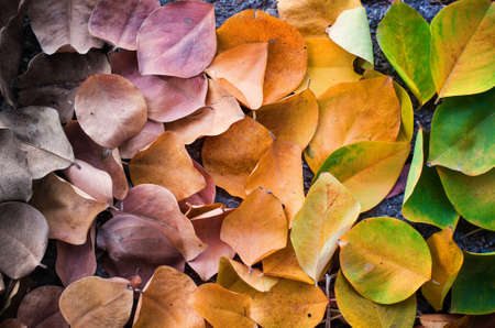 Beautiful color nature leaf textureの写真素材
