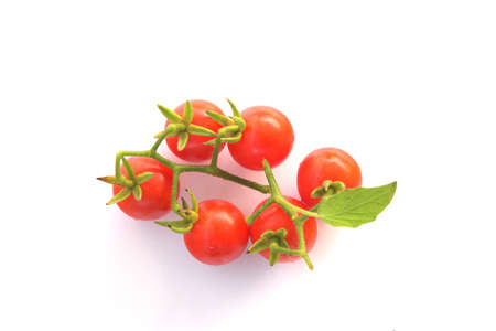 fresh tomatoesの写真素材
