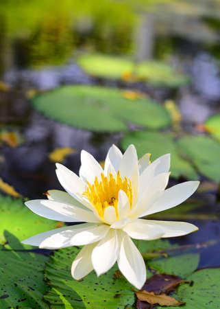 Beautiful lotus flowerの写真素材