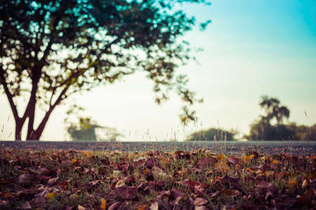 fallen leaves on a street sunset add vintage colorの写真素材