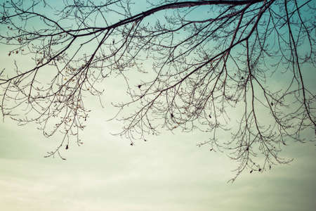 leafless tree add vintage colorの写真素材