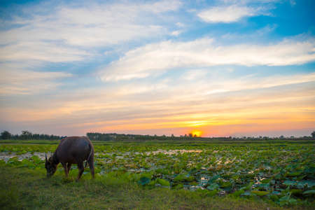 Bufflao in rice filed on sunset beautiful skyの写真素材