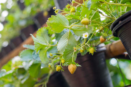 strawberries plants in potの写真素材