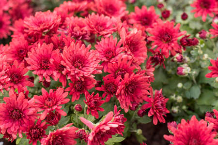 Beautiful Pink Red Chrysanthemums for flower backgroundの写真素材