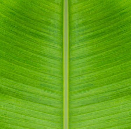 Closeup of green banana leaf textureの写真素材