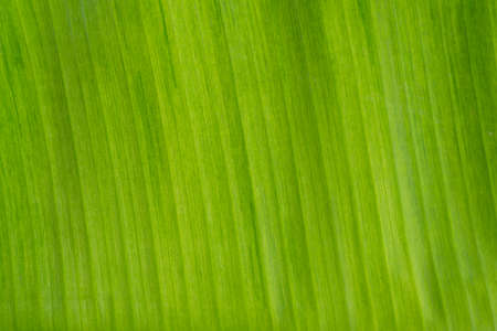 Closeup of green banana leaf textureの写真素材