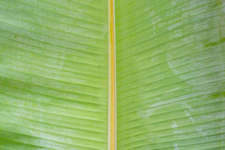 Closeup of green banana leaf textureの写真素材