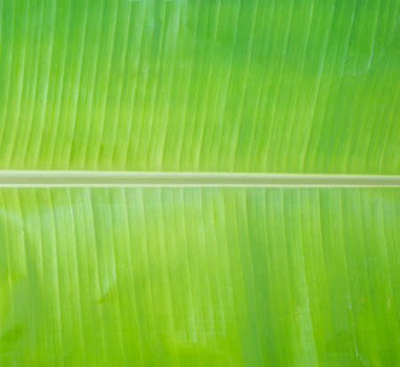 Closeup of green banana leaf textureの写真素材